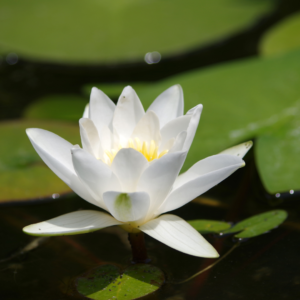 water lily flower